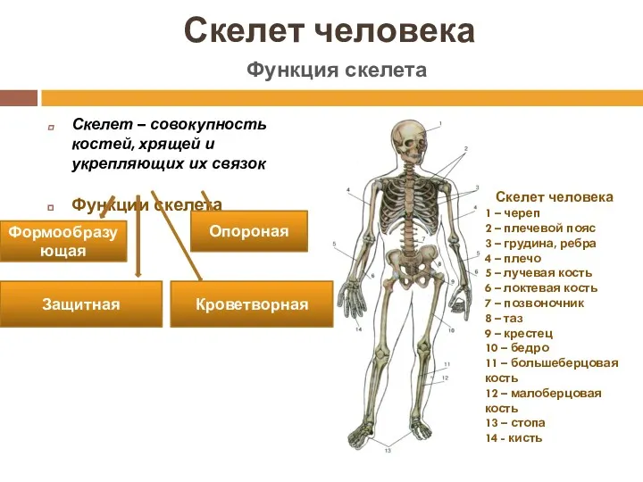 Скелет человека Скелет – совокупность костей, хрящей и укрепляющих их