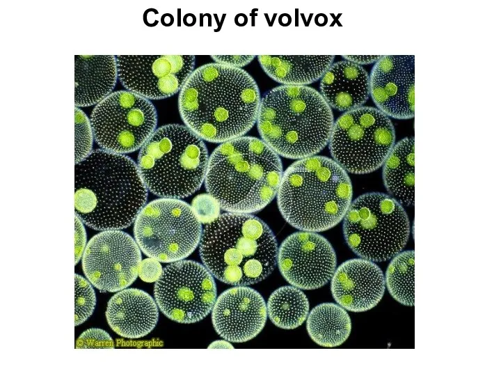 Colony of volvox