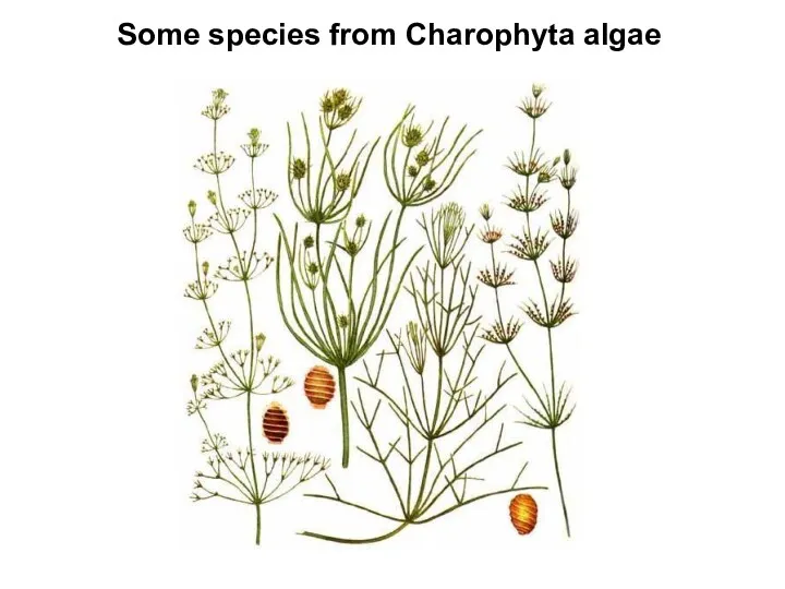 Some species from Charophyta algae