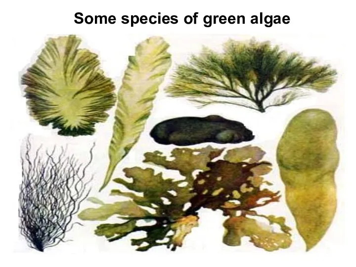 Some species of green algae