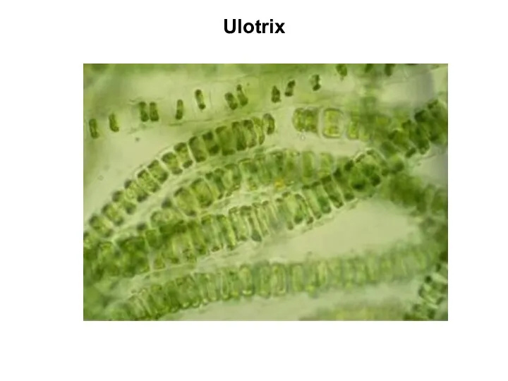 Ulotrix