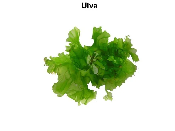 Ulva