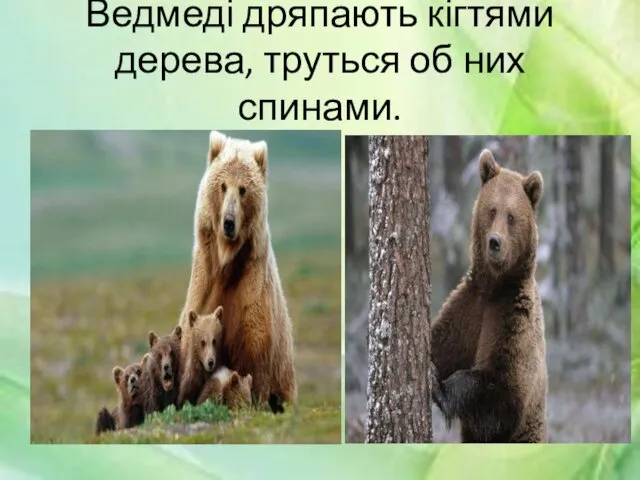 Ведмеді дряпають кігтями дерева, труться об них спинами.