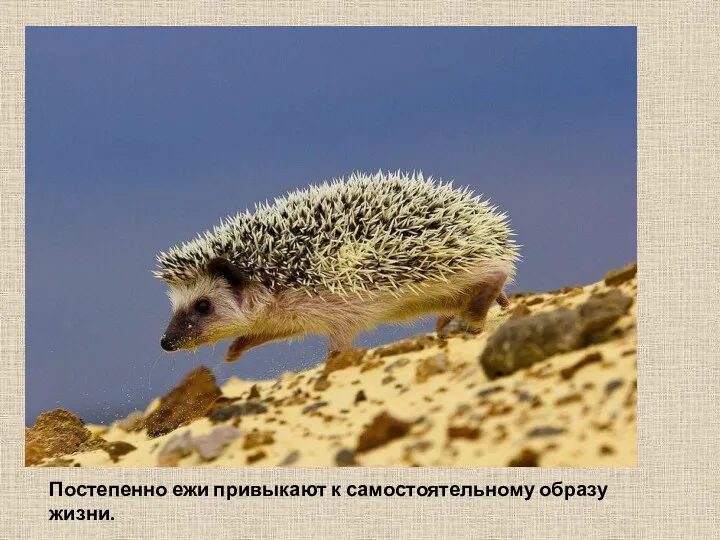 Постепенно ежи привыкают к самостоятельному образу жизни.