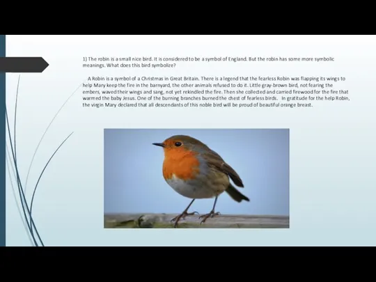 1) The robin is a small nice bird. It is