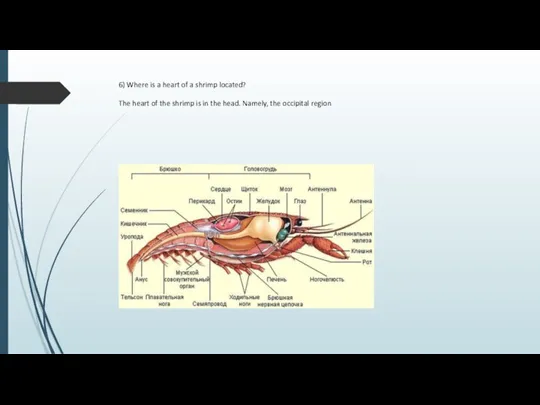 6) Where is a heart of a shrimp located? The