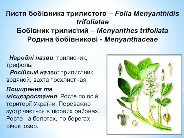 Листя бобівника трилистого – Folia Menyanthidis trifoliatae Бобівник трилистий –