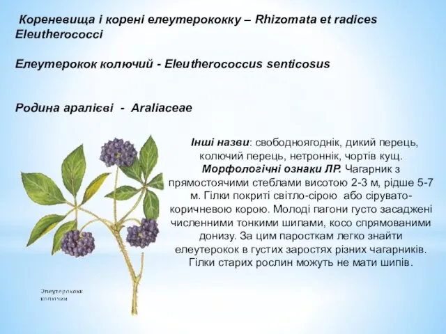 Кореневища і корені елеутерококку – Rhizomata et radices Eleutherococci Елеутерокок