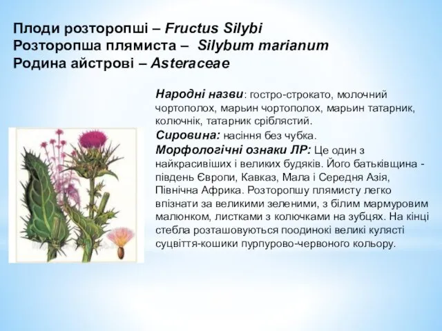 Плоди розторопші – Fructus Silybi Розторопша плямиста – Silybum marianum