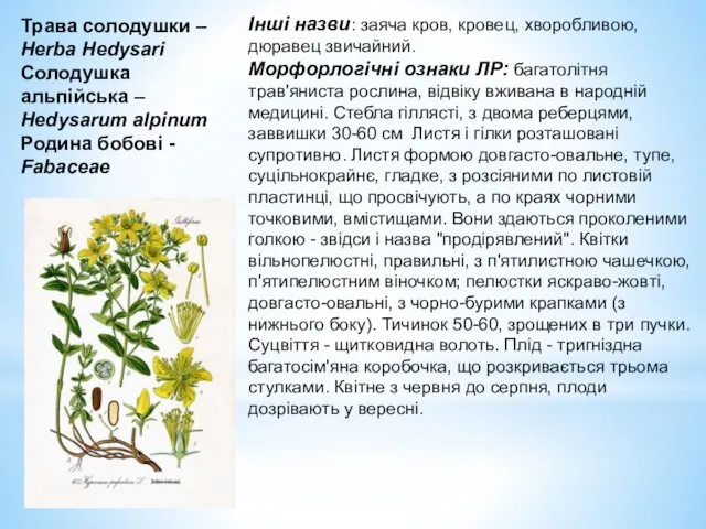 Трава солодушки – Herba Hedysari Солодушка альпійська – Hedysarum alpinum