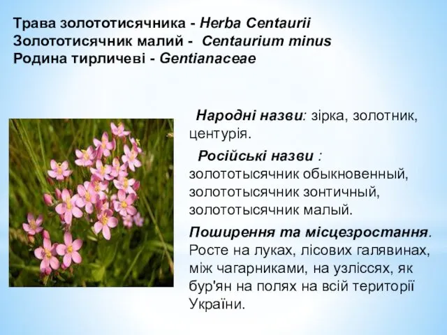 Трава золототисячника - Herba Centaurii Золототисячник малий - Centaurium minus