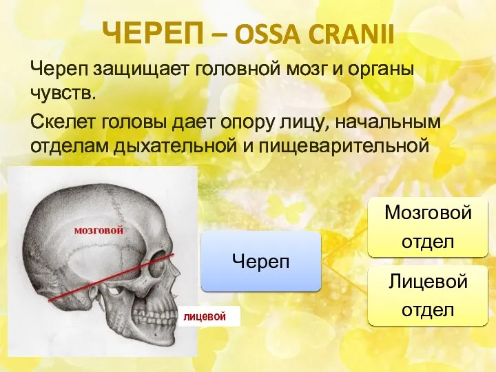 ЧЕРЕП – OSSA CRANII Череп защищает головной мозг и органы чувств. Скелет головы