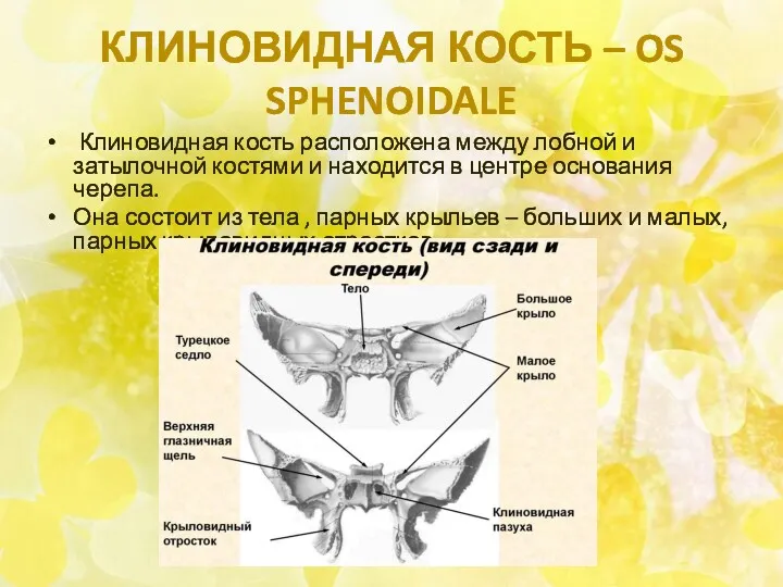 КЛИНОВИДНАЯ КОСТЬ – OS SPHENOIDALE Клиновидная кость расположена между лобной и затылочной костями