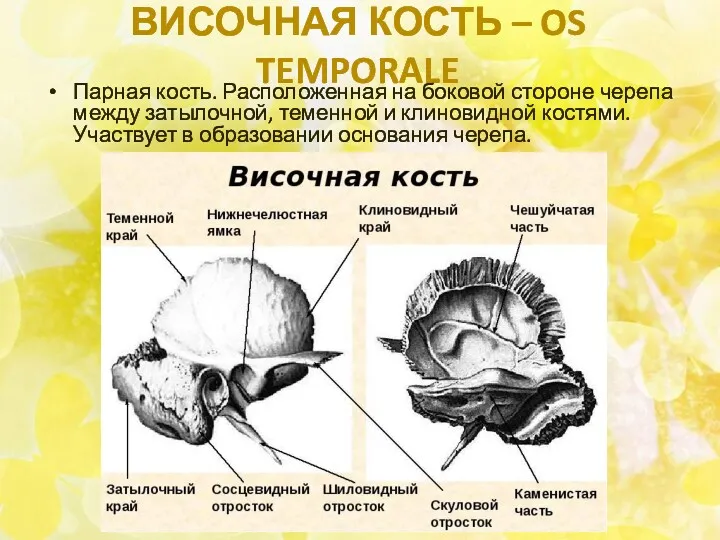 ВИСОЧНАЯ КОСТЬ – OS TEMPORALE Парная кость. Расположенная на боковой стороне черепа между