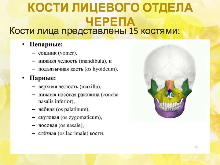 КОСТИ ЛИЦЕВОГО ОТДЕЛА ЧЕРЕПА Кости лица представлены 15 костями: