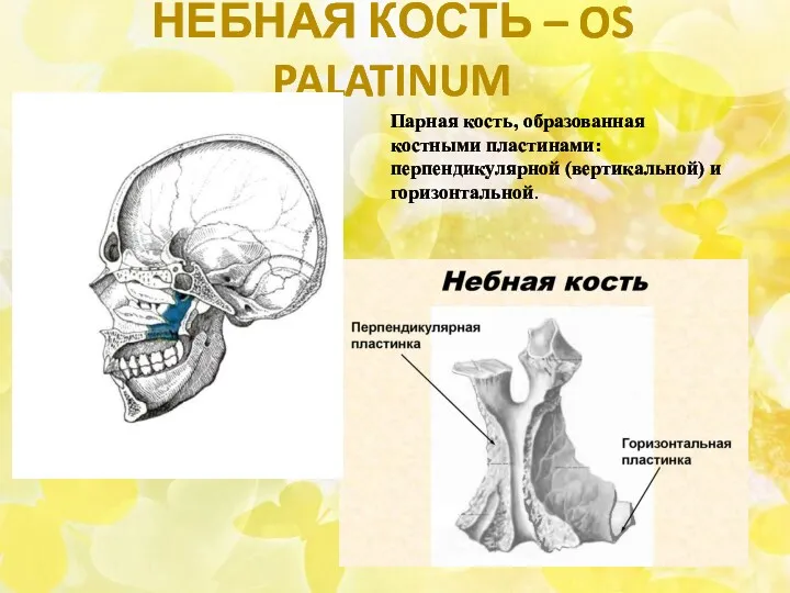НЕБНАЯ КОСТЬ – OS PALATINUM Парная кость, образованная костными пластинами: перпендикулярной (вертикальной) и горизонтальной.