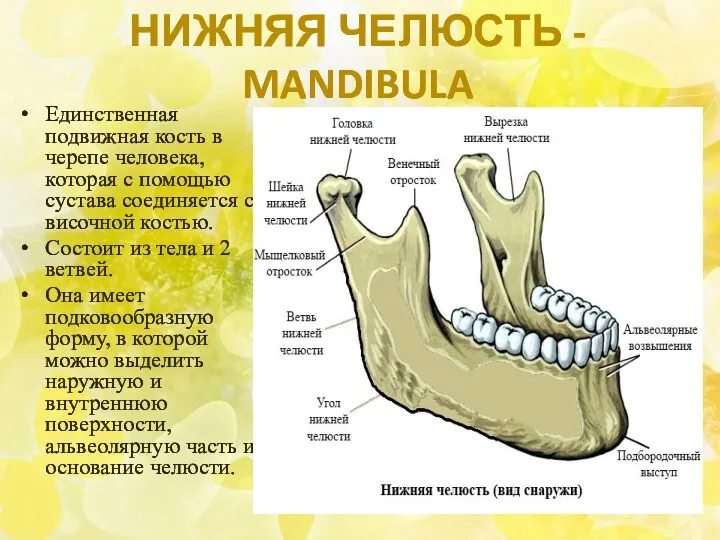 НИЖНЯЯ ЧЕЛЮСТЬ - MANDIBULA Единственная подвижная кость в черепе человека, которая с помощью
