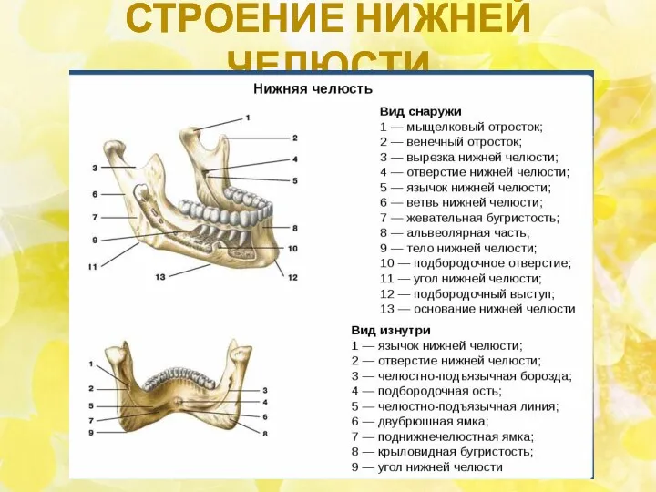 СТРОЕНИЕ НИЖНЕЙ ЧЕЛЮСТИ