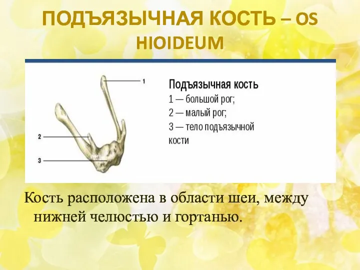 ПОДЪЯЗЫЧНАЯ КОСТЬ – OS HIOIDEUM Кость расположена в области шеи, между нижней челюстью и гортанью.