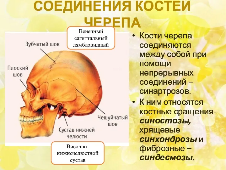 СОЕДИНЕНИЯ КОСТЕЙ ЧЕРЕПА Кости черепа соединяются между собой при помощи непрерывных соединений –