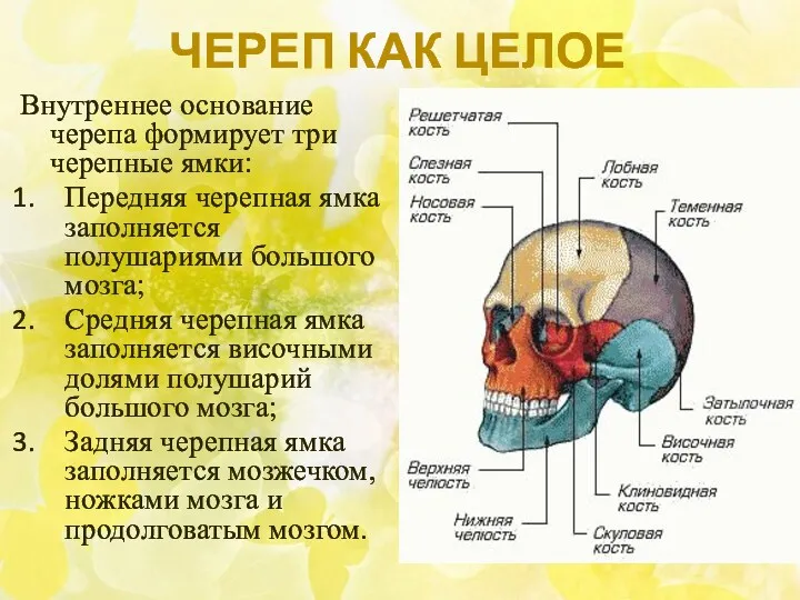 ЧЕРЕП КАК ЦЕЛОЕ Внутреннее основание черепа формирует три черепные ямки: Передняя черепная ямка