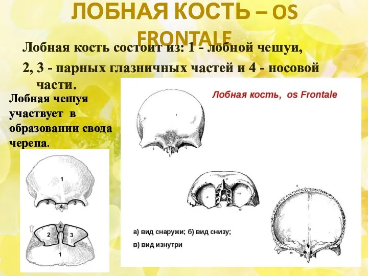 ЛОБНАЯ КОСТЬ – OS FRONTALE Лобная кость состоит из: 1 - лобной чешуи,