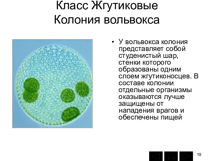 Класс Жгутиковые Колония вольвокса У вольвокса колония представляет собой студенистый