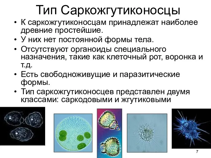 Тип Cаркожгутиконосцы К саркожгутиконосцам принадлежат наиболее древние простейшие. У них