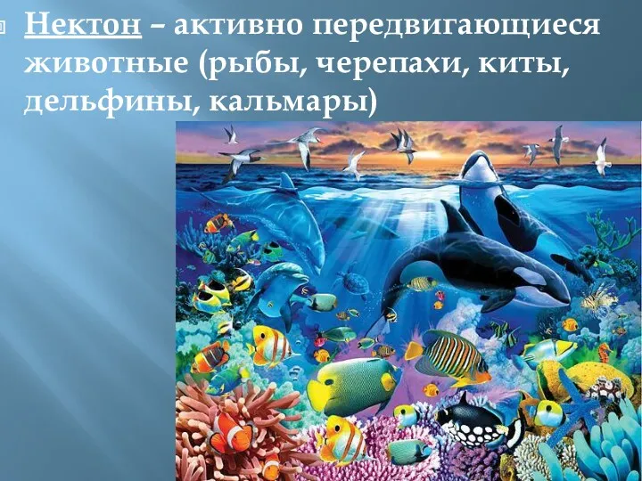 Нектон – активно передвигающиеся животные (рыбы, черепахи, киты, дельфины, кальмары)