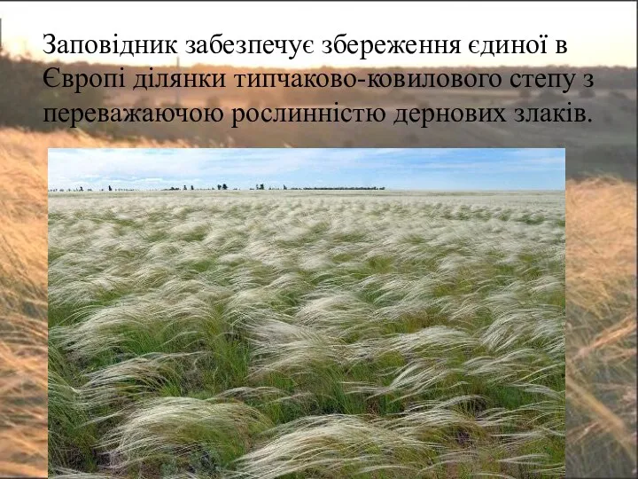 Заповідник забезпечує збереження єдиної в Європі ділянки типчаково-ковилового степу з переважаючою рослинністю дернових злаків.