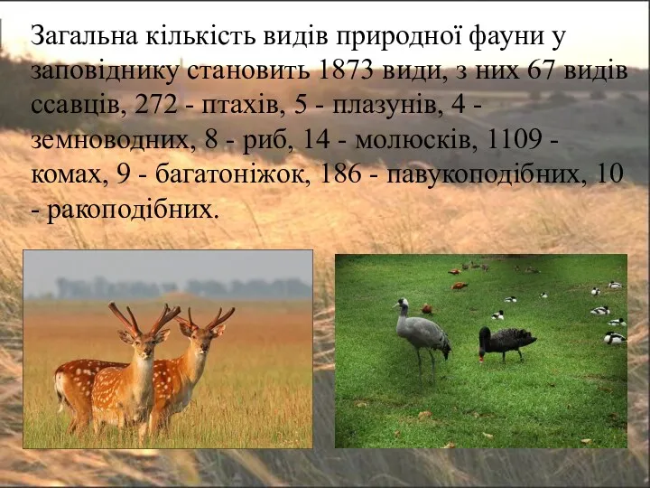 Загальна кількість видів природної фауни у заповіднику становить 1873 види,