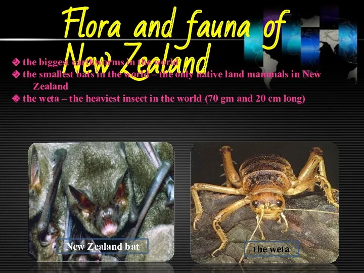 Flora and fauna of New Zealand the biggest earthworms in