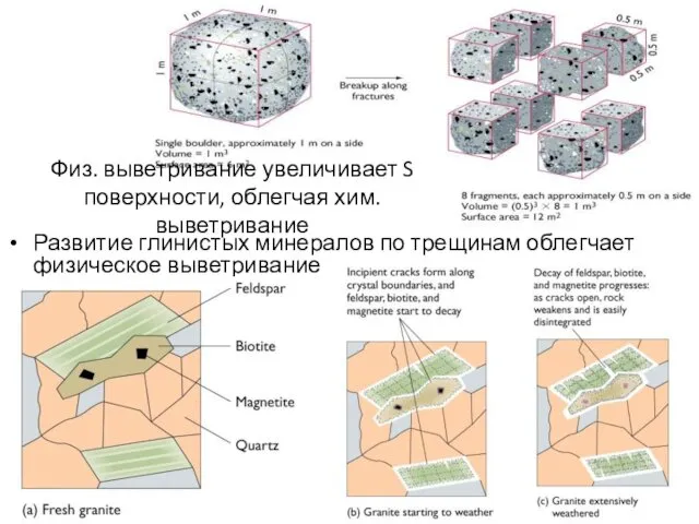 Развитие глинистых минералов по трещинам облегчает физическое выветривание Физ. выветривание увеличивает S поверхности, облегчая хим. выветривание