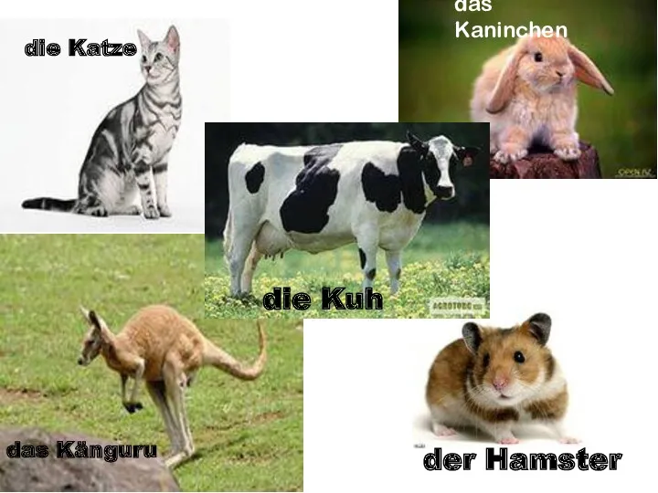 der Hamster die Katze das Kaninchen das Känguru die Kuh