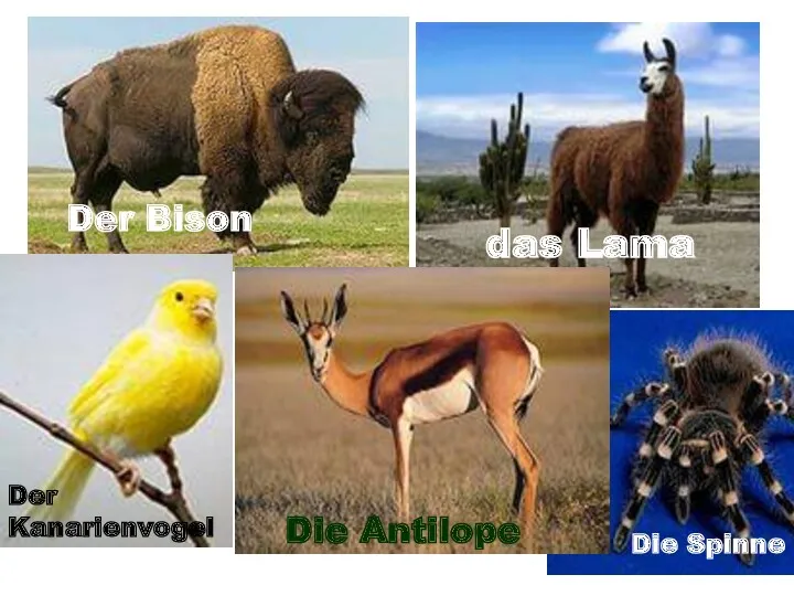 Der Bison das Lama Die Spinne Die Antilope Der Kanarienvogel