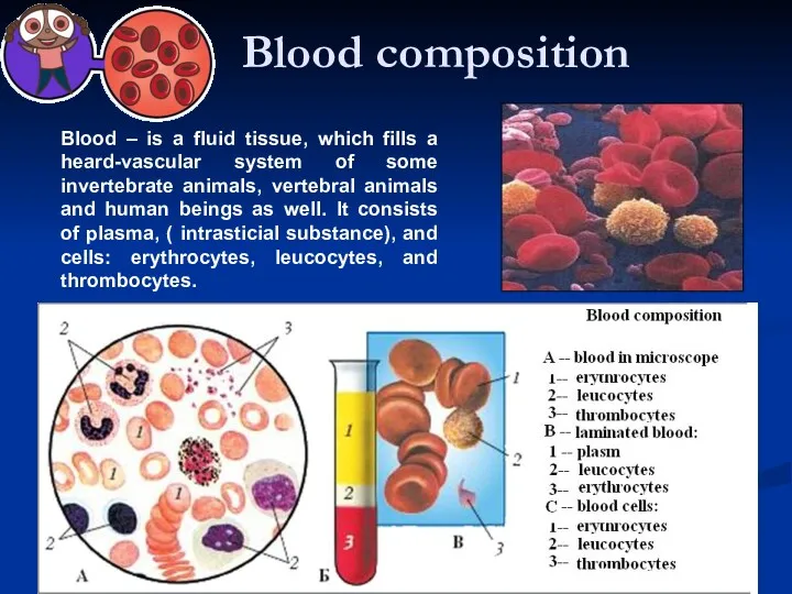 Blood composition Blood – is a fluid tissue, which fills