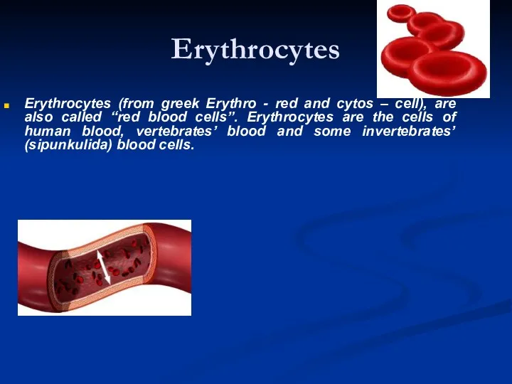 Erythrocytes Erythrocytes (from greek Erythro - red and cytos –