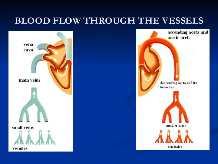 BLOOD FLOW THROUGH THE VESSELS