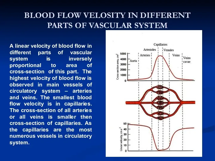 BLOOD FLOW VELOSITY IN DIFFERENT PARTS OF VASCULAR SYSTEM A