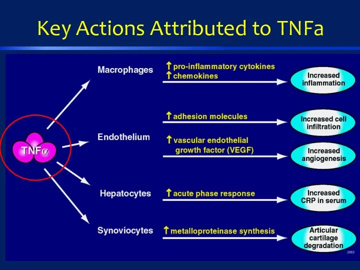 Key Actions Attributed to TNFa
