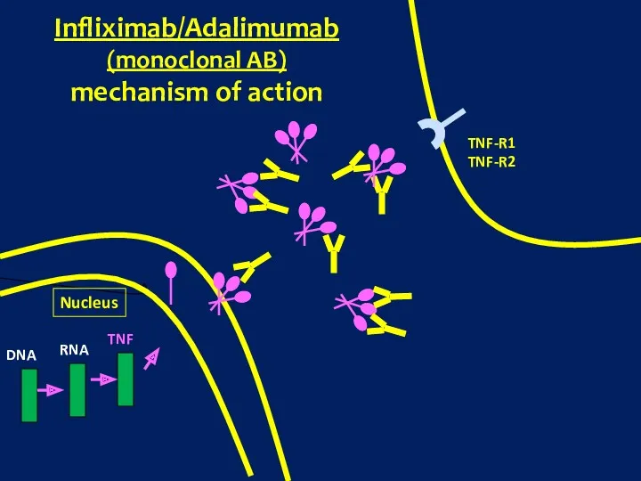 Nucleus DNA RNA TNF TNF-R1 TNF-R2 Infliximab/Adalimumab (monoclonal AB) mechanism of action