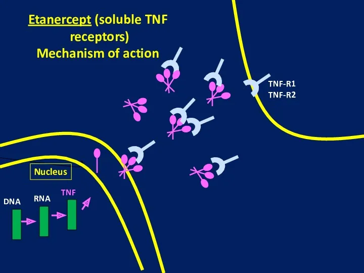 Nucleus DNA RNA TNF TNF-R1 TNF-R2 Etanercept (soluble TNF receptors) Mechanism of action