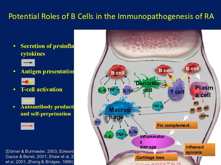 Potential Roles of B Cells in the Immunopathogenesis of RA