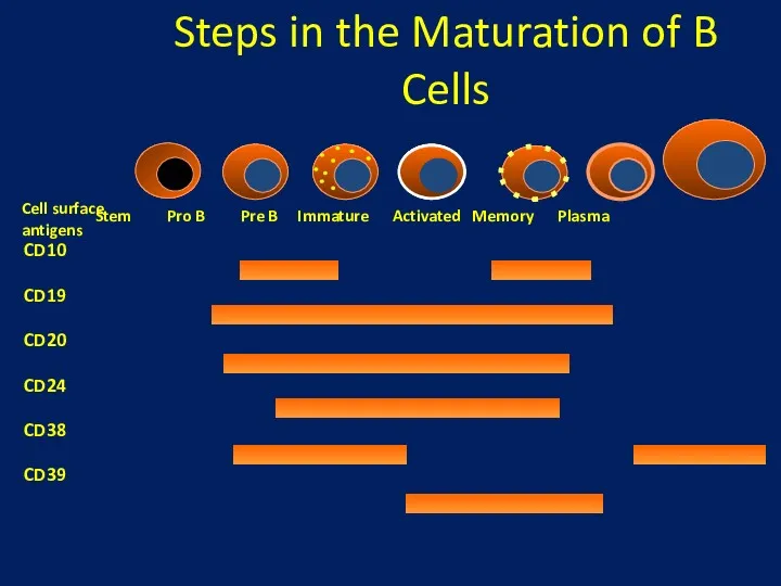 Steps in the Maturation of B Cells