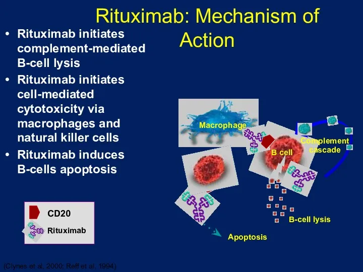 Rituximab: Mechanism of Action Rituximab initiates complement-mediated B-cell lysis Rituximab