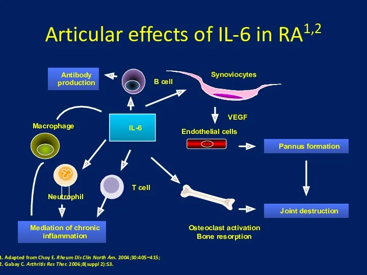 Articular effects of IL-6 in RA1,2 Synoviocytes Osteoclast activation Bone