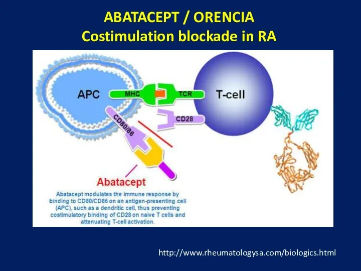 ABATACEPT / ORENCIA Costimulation blockade in RA http://www.rheumatologysa.com/biologics.html