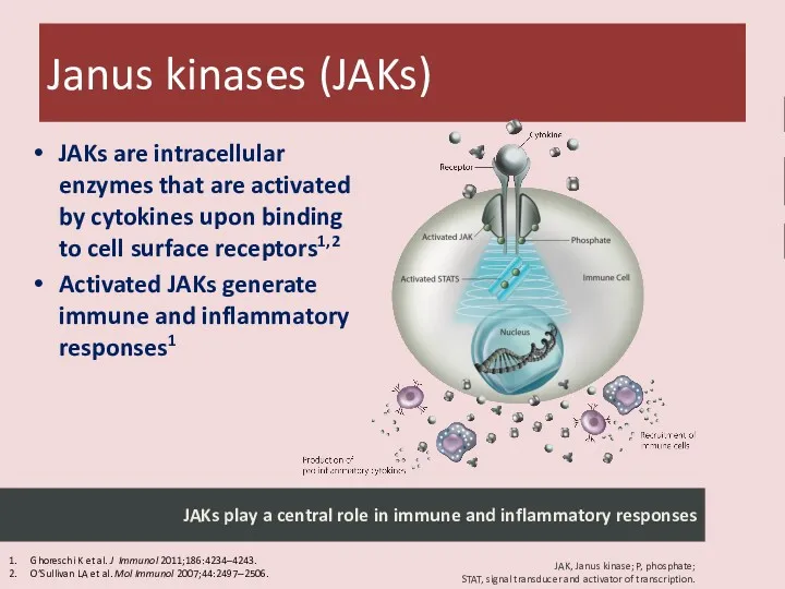 JAKs are intracellular enzymes that are activated by cytokines upon