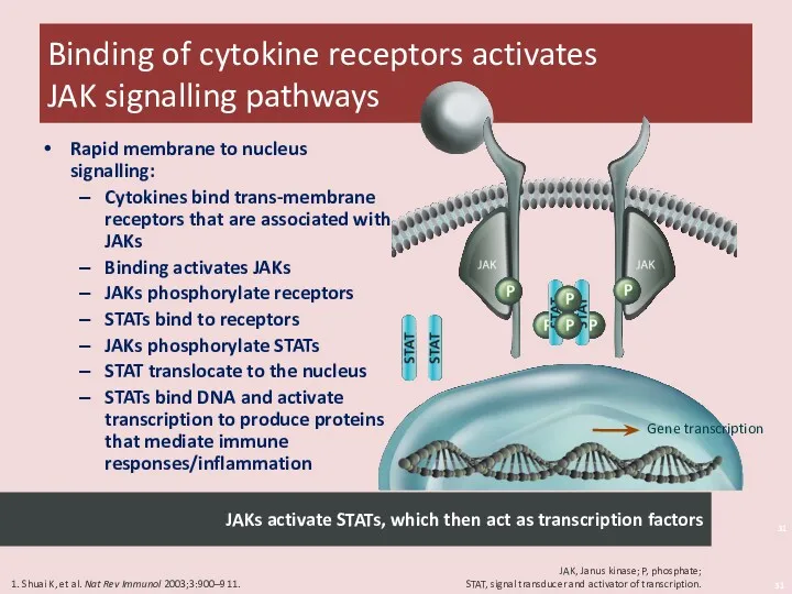 Binding of cytokine receptors activates JAK signalling pathways Shuai 2003/p
