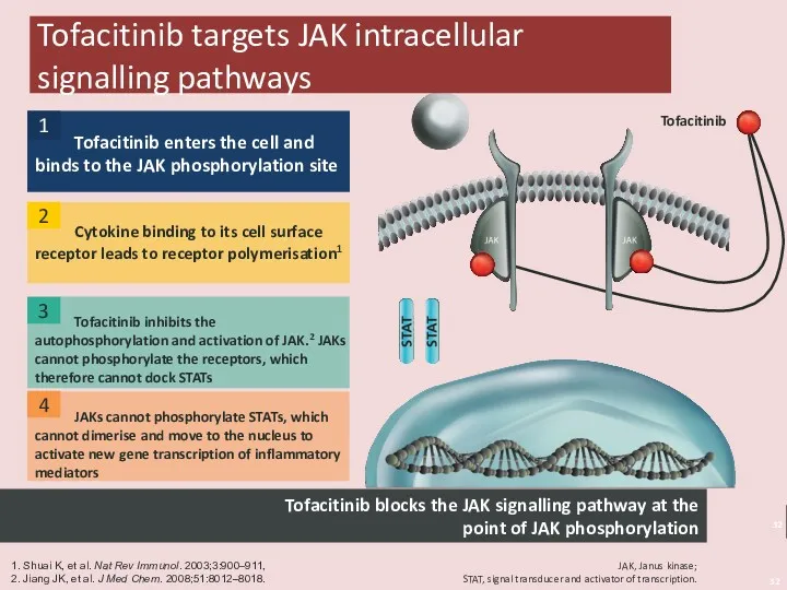 Tofacitinib targets JAK intracellular signalling pathways Tofacitinib inhibits the autophosphorylation